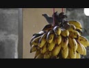 birds_eating_banana　＠　石川秀馬　ｂｙ　石川秀馬