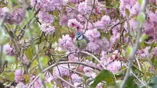 Bird Perched On Tree Branch　＠　角田真弘