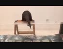 お風呂に入る→終わるまでの速度が早すぎるカワウソ