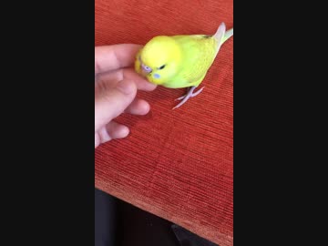 うちのインコをカキカキしてみた(・Θ・)♪