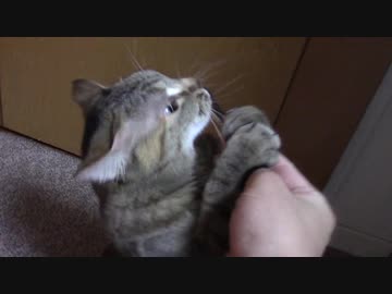 拾いねこ＠生後2149/2116日目　つつかれるのが好きなアコさん。