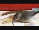雛文鳥がご飯食べてるだけ(・Θ・)♪