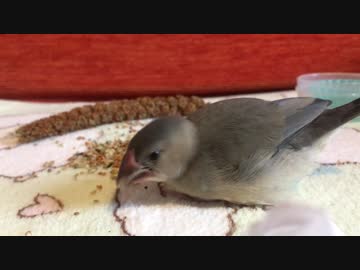 雛文鳥がご飯食べてるだけ(・Θ・)♪