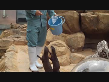 ご飯をおねだりするカワウソ