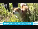 「マサル」 モスクワ到着　ザギトワは赤い首輪用意