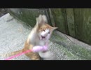 【旅行】47都道府県巡りの旅【愛媛】