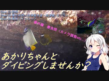 【慶良間・番外編】あかりちゃんとダイビングしませんか？