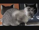 【Jean & Pont 1092】夜明かしで術後のチャコちゃんの世話しました