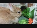 お野菜もぐもぐ