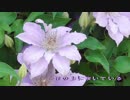 クレマチスの丘　feat. とらみん＋。【歌ってみた】