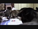 こんしゅうのおやつ【蒼民家の猫々】