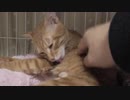 【Jean & Pont 1094】チャコちゃんの避妊手術翌日の夜にやっと平穏が戻った？