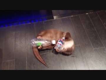 両手両足すべて使って宝物ゲット！欲張りすぎなカワウソ