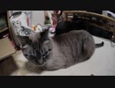 【Jean & Pont 1095】調子が悪かったジャンくんの様子が回復して来ました