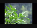 しっとりと降る雨の音《10分》（睡眠用BGM・作業用BGM）