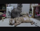 【Jean & Pont 1096】避妊手術後のチャコちゃんはすっかり元気になりました