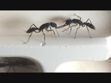 蟻戦争Ⅱ＃27  アリの壮絶な喧嘩！時として殺し合いになる。編