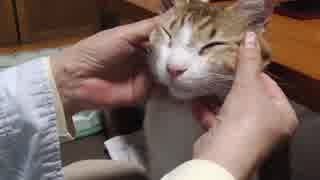 フェイスマッサージでいじられる猫アイちゃん