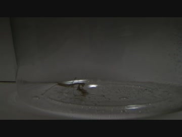 カマキリの子に小さなレッドローチ与えてみた