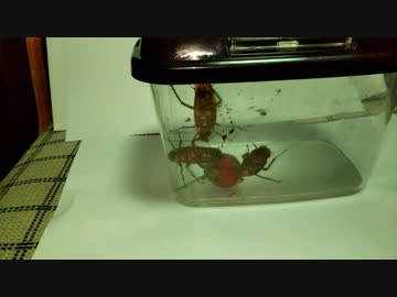 【閲覧注意】野生のゴキブリを苺でオモテナシ
