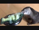 喋るお魚と遊ぶカワウソ