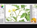 トマトの花の絵、描きました！【バーチャルYouTuber】