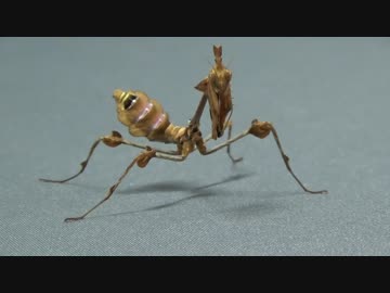 [閲覧注意!!]　再編集　カマキリ(バイオリンマンティス)にゴキブリを食べさせてみた (Gongylus gongylodes)