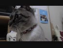 【Jean & Pont 1099】ジャンくんの調子はちょっとずつ良くはなっています