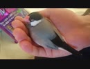 すやすや文鳥(テスト)