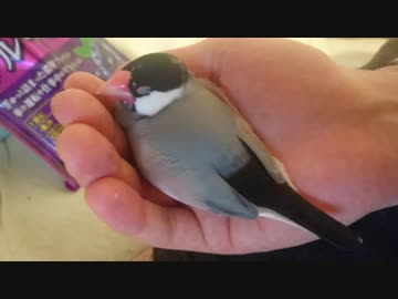 すやすや文鳥(テスト)