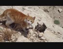 子猫を転がり落としてしまうママ猫