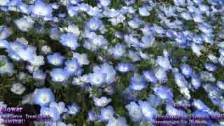 【NNI】 Flower 【ピアス/オリジナル】