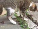 ねこVSへび