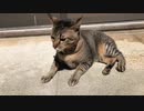 ひなたぼっこ(一瞬)