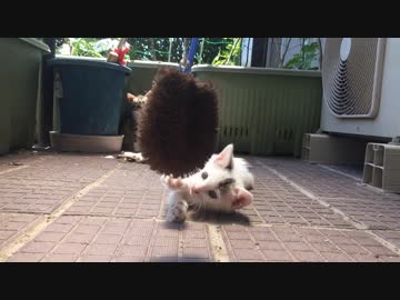 ベランダのロッキー