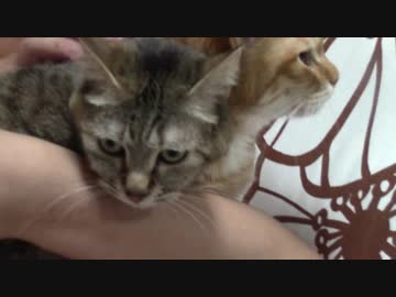 拾いねこ＠生後2155/2122日目　にゃんこを一抱え。