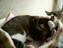 仲良し姉弟猫♪～毛繕い～