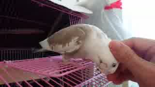 【オカメインコ】りりぃ＆るるぅ④