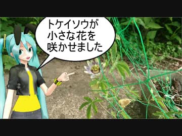 【素人養蜂　Part27】ニホンミツバチをお迎えします