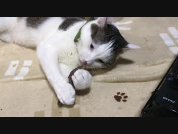 さつまいもが気に入った猫
