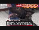 警察犬お手柄！制服のにおいで板橋区の家出少女を超早発見