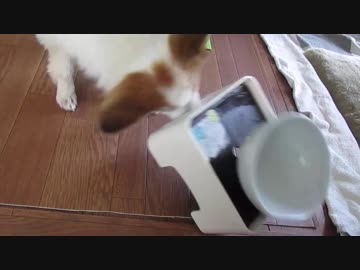 ちゃぶ台返しをするワンコ（パピヨン）