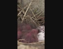 ツバメの雛がいた！2018/06/03