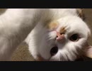 【マンチカンズ】猫パンチをされる動画