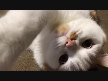 【マンチカンズ】猫パンチをされる動画