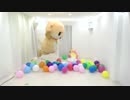 風船をたくさん買ってもらいましたっ☆ ちぃたん☆ですっ☆