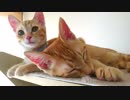 保護ねこ成長記録（13）保護68日目