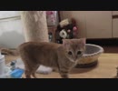 【Jean & Pont 1108】チャコちゃん「ごはん」の言葉では帰らない