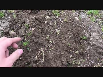 素手から始める旧農耕～僕の極小菜園～　第1話「播種」