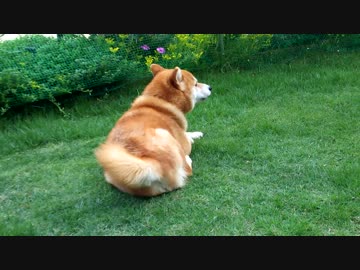 うちの、芝生の上でぼーっとしてる柴犬くん